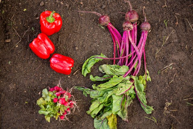 Overhead view of fresh organic vegetables including red bell peppers, beets, and radishes on soil in a botanical garden. Ideal for use in articles about organic farming, healthy eating, gardening tips, farm-to-table concepts, and sustainable agriculture.