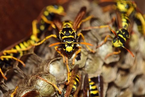 Close-up of paper wasps on wasp nest in natural habitat