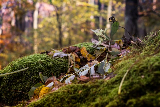 Close-up of moss-covered ground in a forest with fallen autumn leaves. Blurry background showcases colorful fall foliage. Ideal for nature-themed projects, backgrounds, environmental conservation campaigns, and seasonal articles.