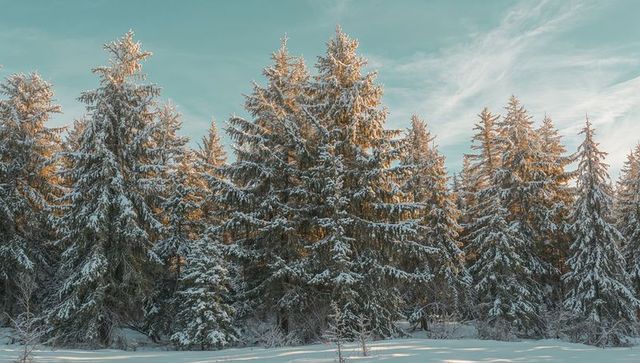 Sunlight catching snow-dusted conifer tree line at forest edge with turquoise winter sky