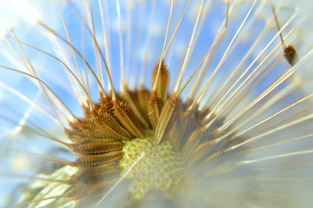 Close-up image capturing the intricate details of a dandelion with its seeds ready to disperse against a clear blue sky. The soft focus and bright background lend to the delicate and ethereal quality of the scene. This image can be used in nature-themed projects, for backgrounds, or in advertisements promoting outdoor activities and springtime.