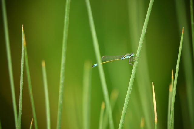 Close-up of dragonfly perched on green reeds - Download Free Stock Photos Pikwizard.com