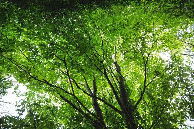 Lush Green Forest Canopy from Below - Download Free Stock Photos Pikwizard.com