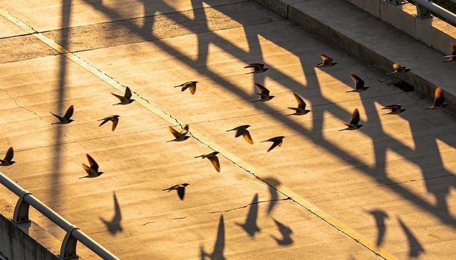 Flock of swallows flying low over sunlit concrete overpass casting long railing shadows