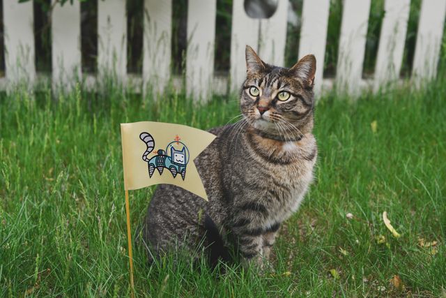 Grey Tabby Sitting On Grass With Small Flag Featuring Cartoon Astronaut - Download Free Stock Photos Pikwizard.com