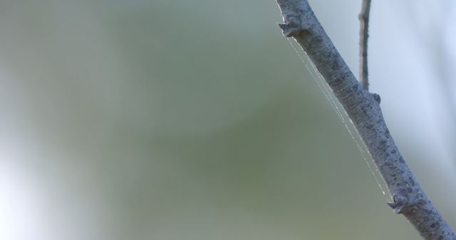 Macro Shot of Web on Tree Branch in Sunlight - Download Free Stock Images Pikwizard.com