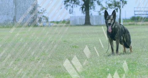 Brindle German Shepherd Standing and Panting on Park Grass with Leash and Overlays