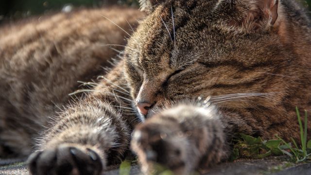 Peaceful Tabby Cat Sleeping Outdoors on Grass - Download Free Stock Photos Pikwizard.com