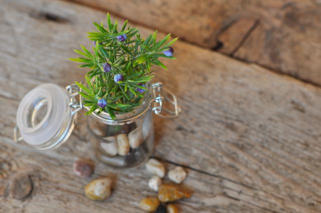 Small succulent plant with tiny blue flowers growing in a glass jar filled with pebbles, placed on a rustic wooden surface. Ideal for concepts such as minimalist decor, sustainable living, gardening, or nature-inspired home interiors.