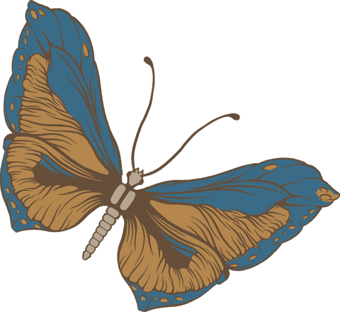 colorful butterfly with blue and orange wings transparent background - Download Free Stock Videos Pikwizard.com