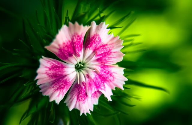 Delicate pink and white dianthus flower captured in closeup view, with vivid green background enhancing the flower's intricate details. Perfect for use in botanical articles, gardening blogs, springtime greeting cards, floral-themed photography galleries, and outdoor nature magazines.