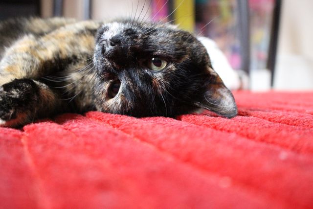 Ideal for pet-themed websites, cat care blogs, or advertising pet-related products, this image depicts a tortoiseshell cat lounging comfortably on a red carpet indoors. Perfect for usage in articles on pet behavior, cat hobbies, or in marketing for pet accessories.