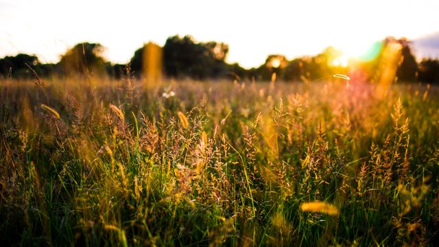 Sunset Over a Golden Meadow with Sun Flares and Wild Grass - Download Free Stock Photos Pikwizard.com