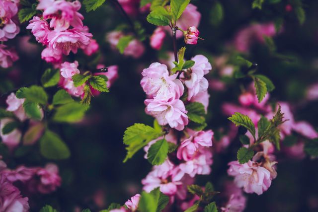 Beautiful close-up of pink cherry blossom flowers in full bloom with lush green leaves. Great for spring-themed designs, gardening publications, floral decorations, and nature-related projects.