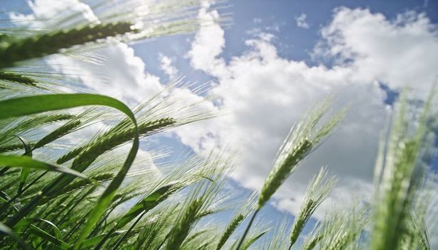 Swaying green barley and wheat stalks glowing in sunlight from low angle under cumulus sky