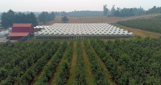 Aerial view of a large greenhouse next to an orchard, showcasing agricultural practices. The image highlights the integration of modern farming structures with traditional crop cultivation.