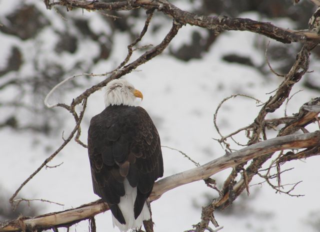 Bald eagle resting on tree branch during winter season. Ideal for use in wildlife magazines, nature documentaries, educational materials on birds, or as a background image for presentations focused on conservation and outdoor themes.