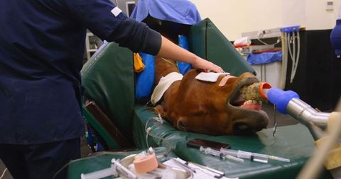 Veterinary Surgeon Administering Horse Medical Procedure In Operating Room