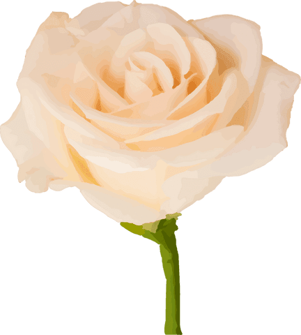 Realistic pale peach rose blossom on transparent background