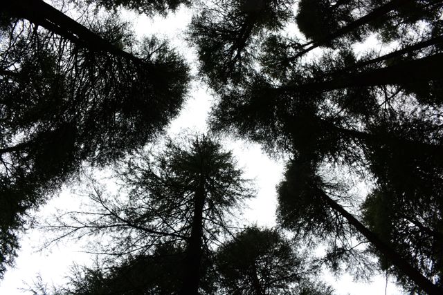Looking Up at Forest Canopy with Tall Trees and Sky - Download Free Stock Photos Pikwizard.com