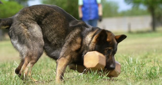 Caucasian female dog trainer controlling dog with dumbbell at dog training field. Animals, therapy and work.