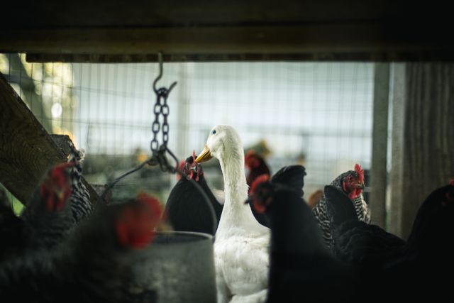 This image features a diverse flock of poultry, including both ducks and chickens, in an enclosure on a farm. The lighting and composition highlight a unique interspecies interaction that is indicative of a farming environment. This image is ideal for agricultural blogs, farm-related articles, educational materials on poultry farming, and advertisements for farm supplies.