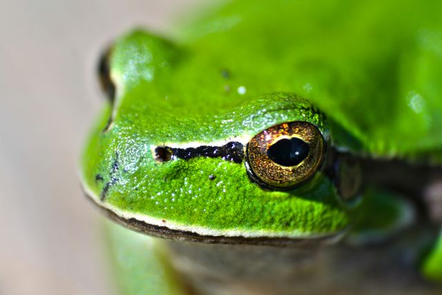 Close Up of a Green Frog with Golden Eye - Download Free Stock Photos Pikwizard.com