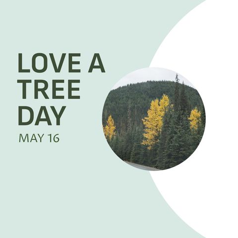 Love a Tree Day Collage with Evergreen and Deciduous Trees - Download Free Stock Templates Pikwizard.com