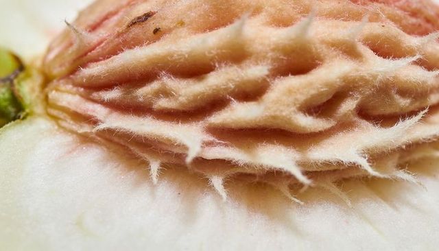 Macro closeup peach pit revealing ridged hairy stone and soft pale fruit flesh
