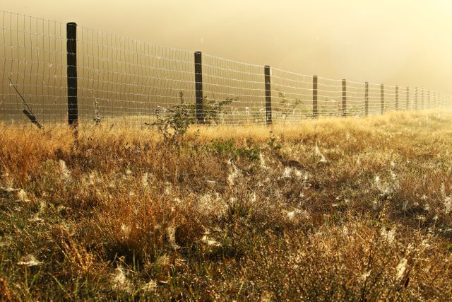 Sunrise over Dewy Field with Wire Fence in Countryside - Download Free Stock Photos Pikwizard.com
