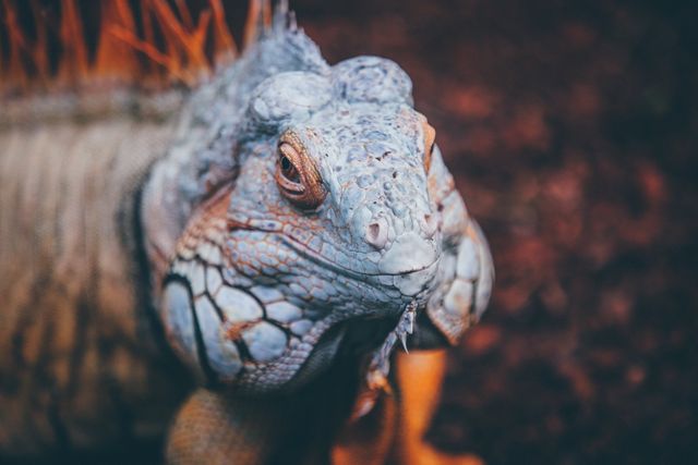 Vivid close-up of an iguana showcasing its intricate scales and vibrant colors. Ideal for use in wildlife documentaries, educational materials, and exotic pet magazines. Perfect for enthusiasts of reptiles and nature photographers.