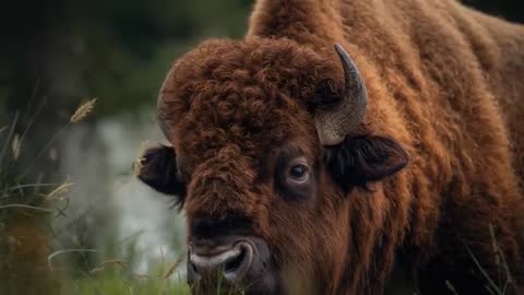 Brown Bison Grazing and Feeding in Tall Grass Close-Up Showing Curly Fur and Horns