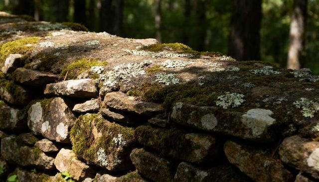 Moss-covered dry-stacked stone wall close-up in shaded forest clearing with lichen texture