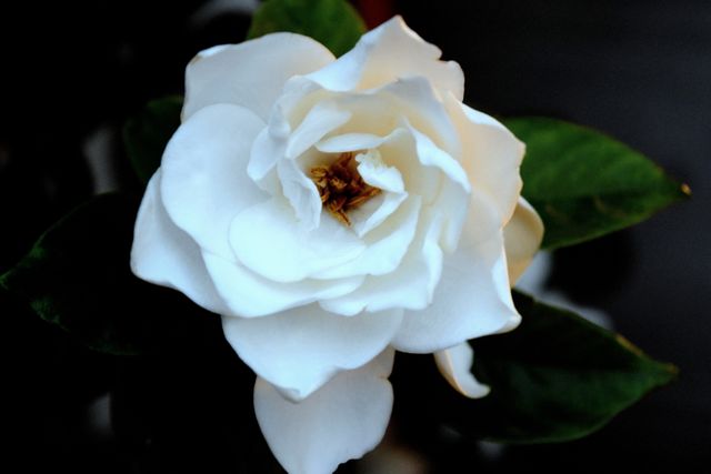 Close-up of a blooming white rose with green leaves against a dark background provides a striking contrast. Useful for floral arrangements, nature-themed designs, wedding invitations, romantic scenes, and botanical studies. This image emphasizes delicacy, purity, and natural beauty, perfect for enhancing calming and elegant themes.