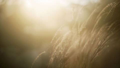 Golden dew sparkling on ornamental grass blades glowing in backlit meadow during sunrise
