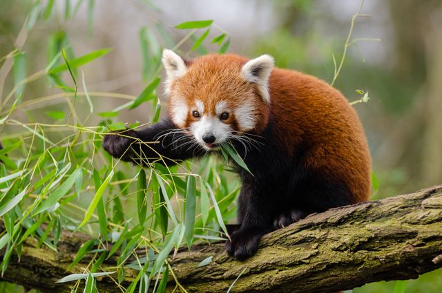Red panda sitting on a tree branch, looking adorable while eating bamboo leaves, surrounded by green foliage. Perfect for use in wildlife conservation projects, educational materials, zoological publications, or as a nature-themed decorative image.