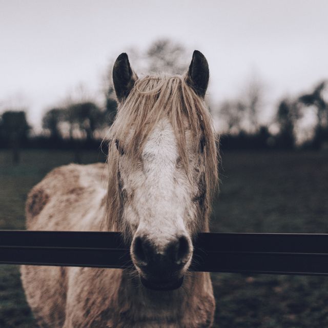 Farm horse standing behind metal fence in rural field on an overcast day. Great for agricultural themes, livestock promotion, farmland backgrounds, and outdoor countryside visuals.