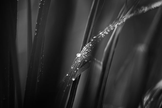 Dew drops delicately clinging to grass blades come into sharp focus in this serene black and white close-up. Perfect for usage in botanical publications, creating a calm aesthetic for websites, backgrounds for desktop wallpaper, or artwork centered on natural beauty.