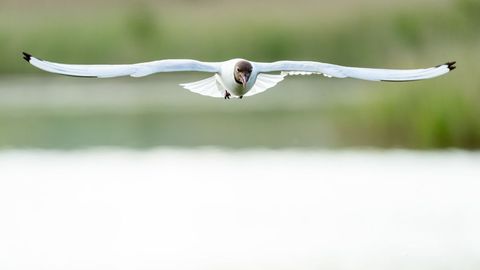 Black-headed gull gliding low over calm water with wings fully outstretched