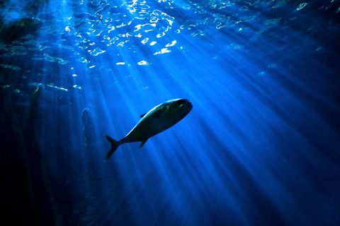 Solitary small fish swimming in deep blue ocean light beams