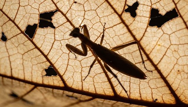 Perching praying mantis clinging along central vein of dried skeletal leaf, backlit macro
