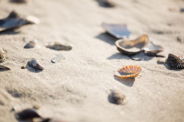 This image captures a close-up view of various sea shells scattered on a sandy beach. Ideal for use in travel brochures, summer vacation promotions, coastal living articles, and nature-themed projects. It evokes a sense of relaxation and connection with the ocean.