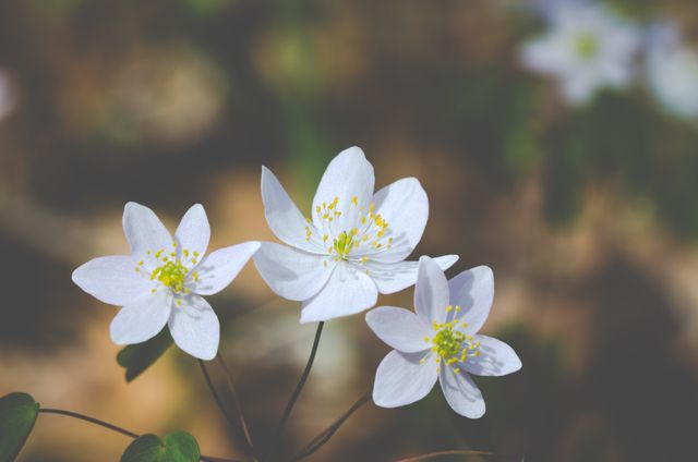This close-up captures the delicate beauty of white wildflowers blooming in their natural habitat. Perfect for nature-themed articles, spring seasonal promotions, botanical studies, and backgrounds for relaxation or health-related content.