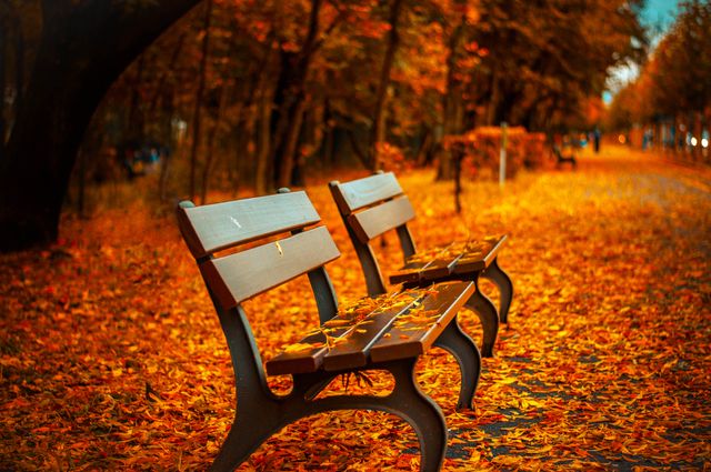 Empty park benches surrounded by fallen leaves in a tranquil forest during autumn. Ideal for depicting the beauty of fall scenery, seasonal changes, or relaxing nature spaces. It can be used in marketing autumn events, travel destinations, or for generic nature and relaxation themes.