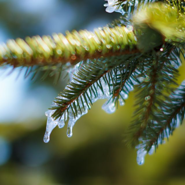 Melting ice droplets are hanging from green pine needles, indicating the arrival of spring. Suitable for depicting seasonal change, nature's resilience, and the beauty of the natural environment. Can be used in environmental campaigns, seasonal promotions or outdoor photography content.