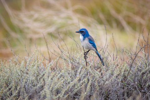 Beautiful blue jay perched in natural habitat