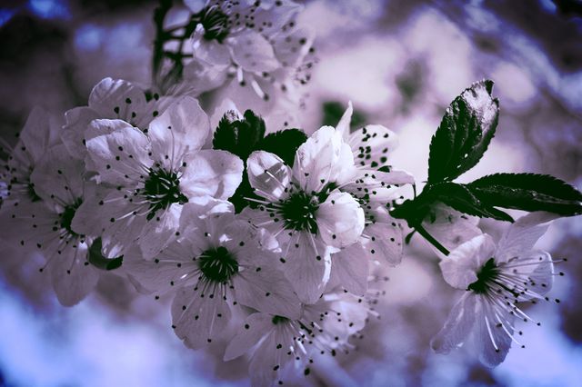 Close-up of Blooming Cherry Blossoms in Soft Light - Download Free Stock Photos Pikwizard.com