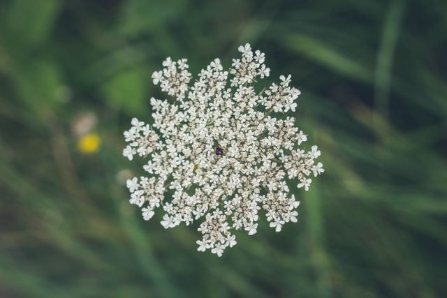 Close Up of Queen Anne's Lace Flower in Bloom - Download Free Stock Photos Pikwizard.com