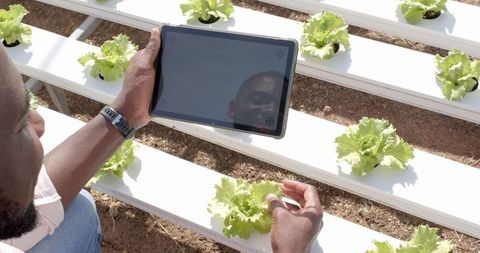 Farmer using tablet to inspect hydroponic lettuce in greenhouse