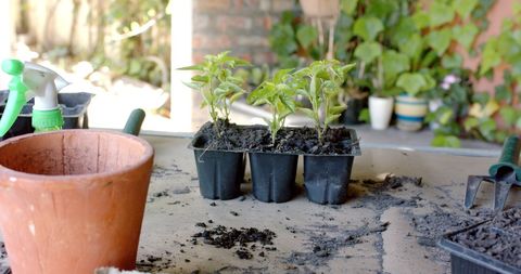 Young Seedlings in Nursery Pots on Garden Table - Download Free Stock Images Pikwizard.com